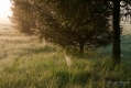017_Biebrza - maj 2013